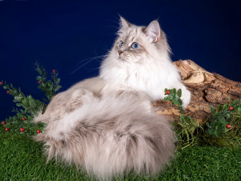 siberian kitten sale available