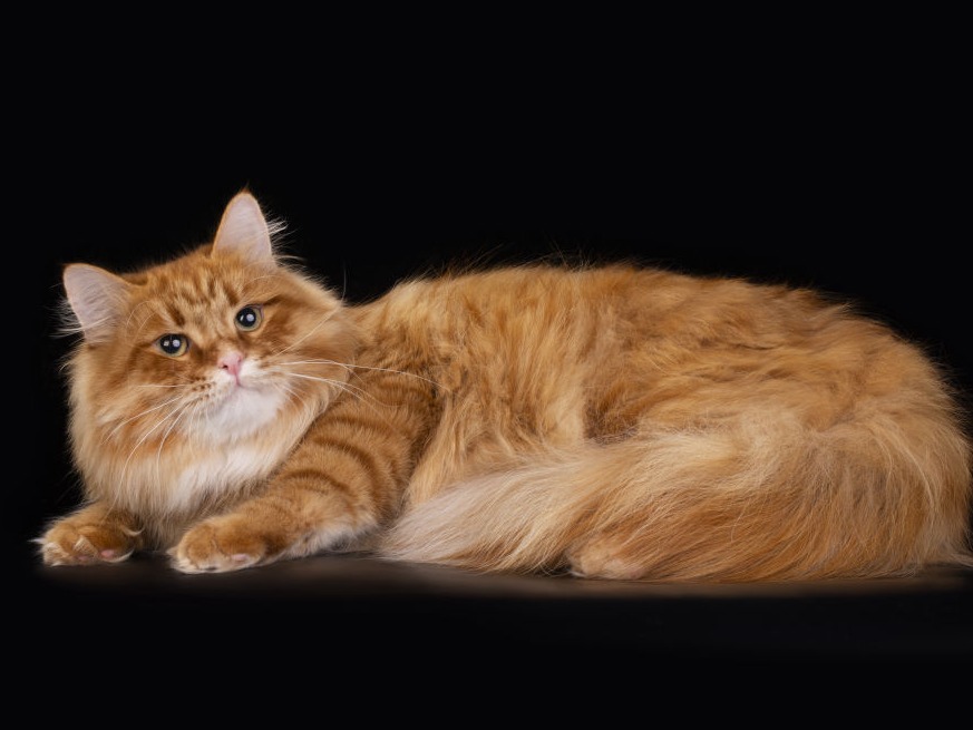 сибирский кот Mango