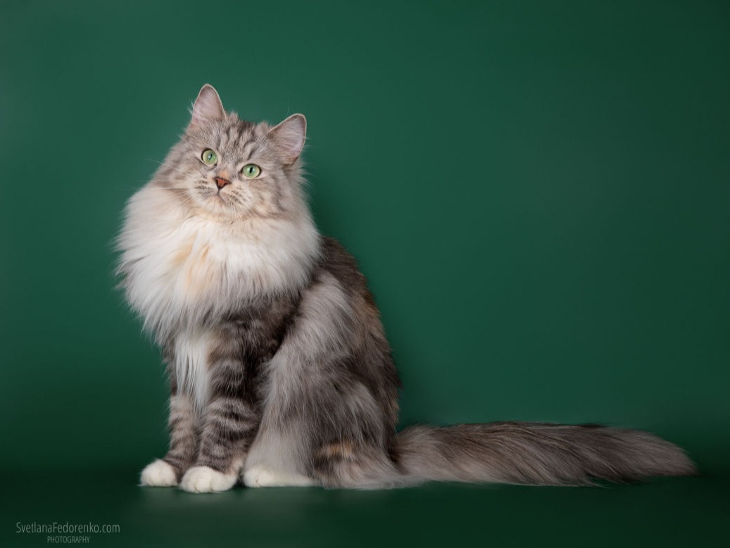 сибирская кошка 
