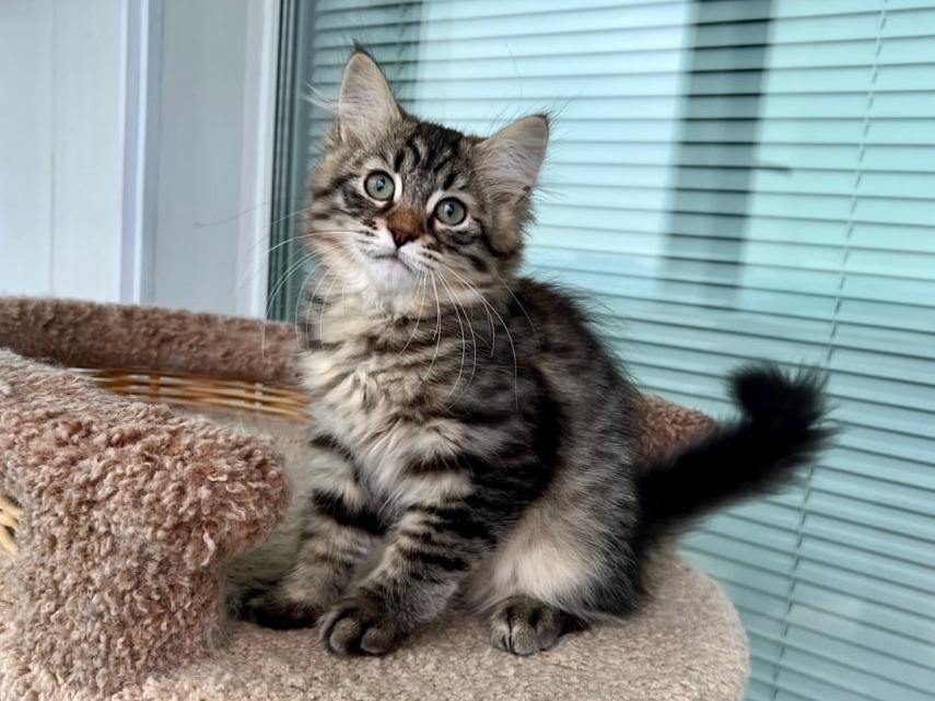 сибирский котенок продажа купить