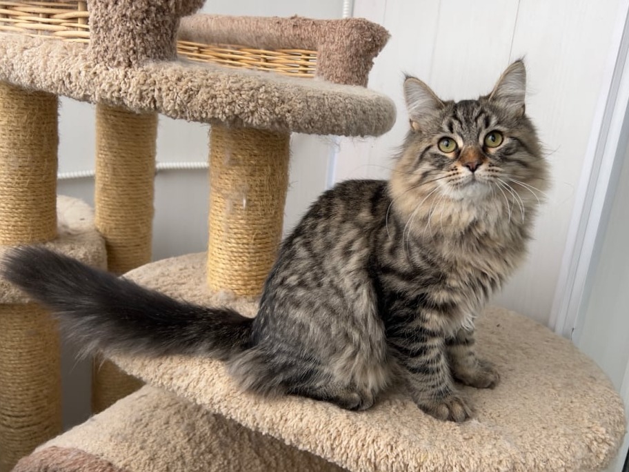 сибирский котенок продажа купить