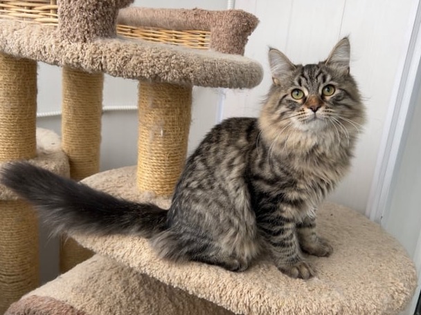 сибирские котята в спб