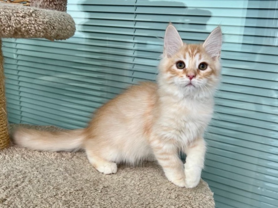 сибирский котенок продажа купить