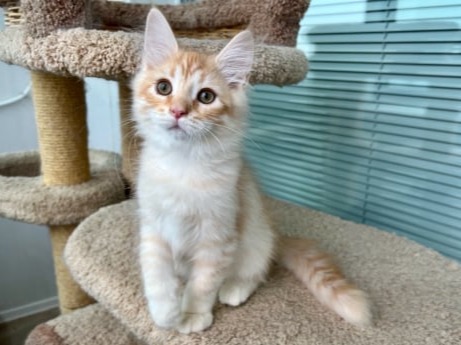 сибирские котята