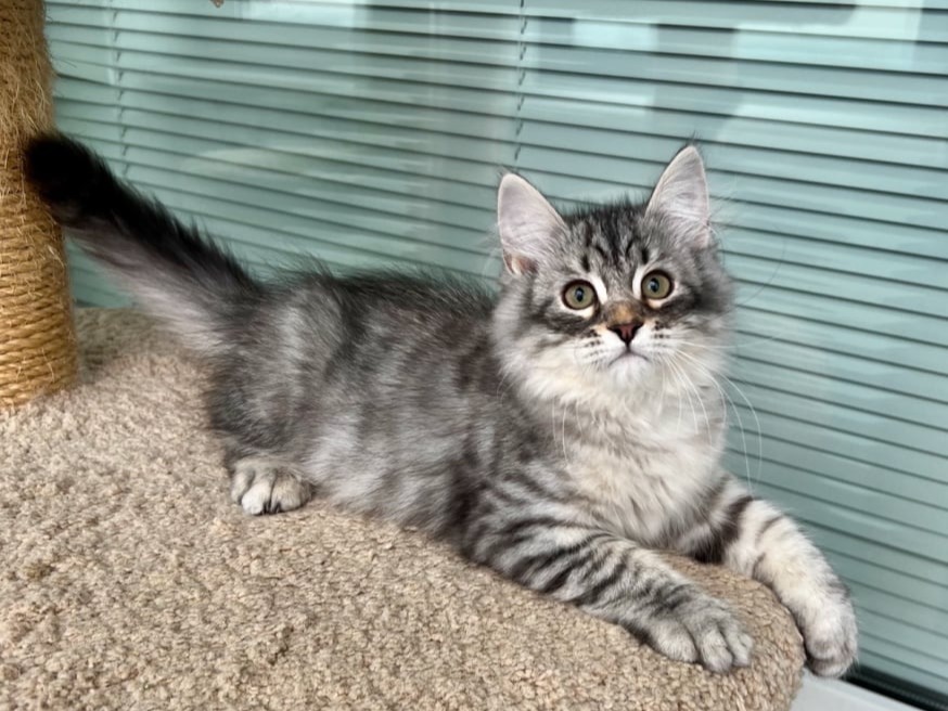 сибирские котята в спб