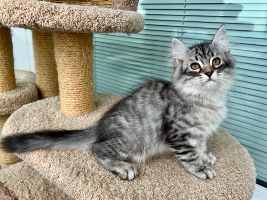 сибирский котенок продажа купить