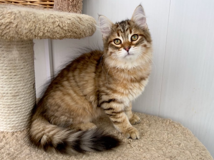 сибирский котенок продажа купить