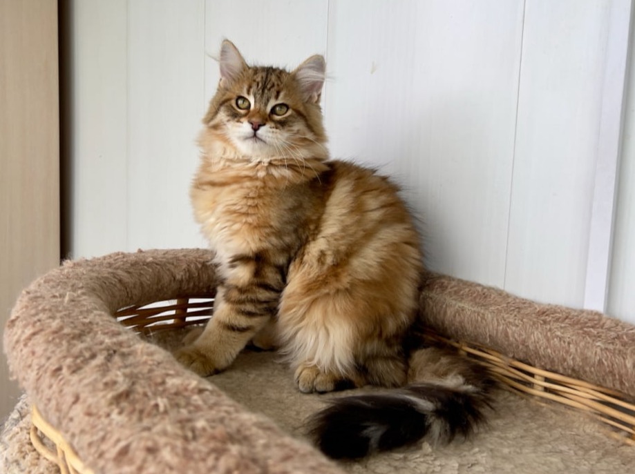 сибирский котенок продажа купить