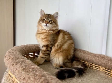 сибирские котята в спб
