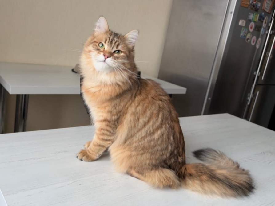 сибирский котенок продажа купить