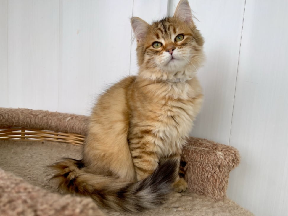 сибирский котенок продажа купить
