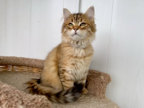 сибирские котята