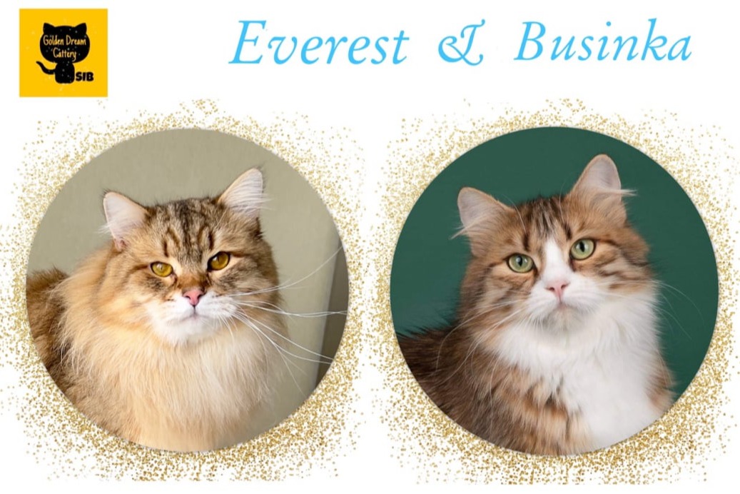 сибирские котята