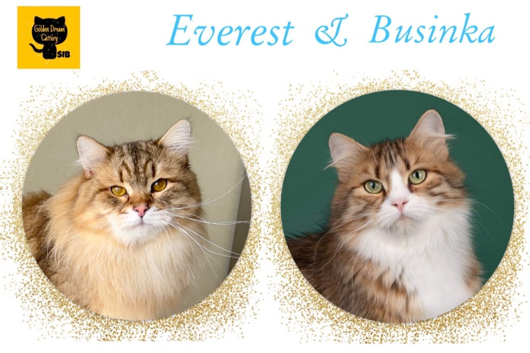 сибирские котята