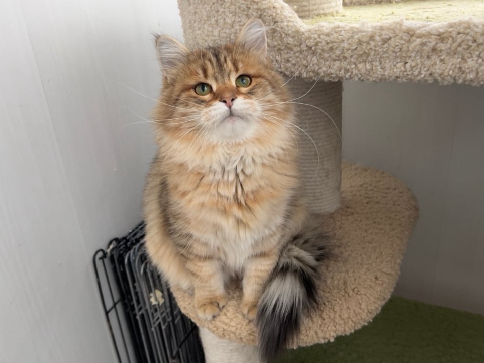 сибирский котенок продажа купить