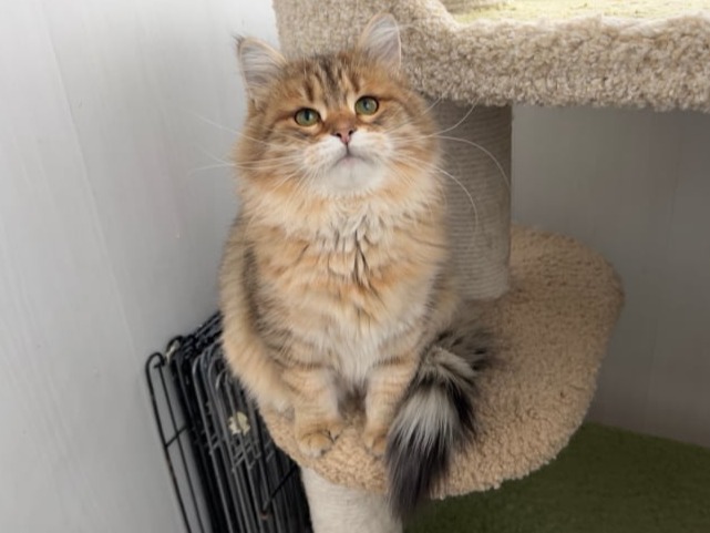 сибирские котята в спб