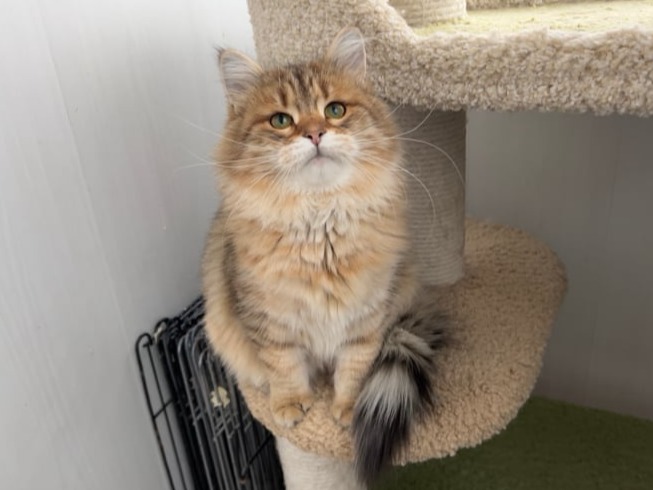 сибирские котята в спб