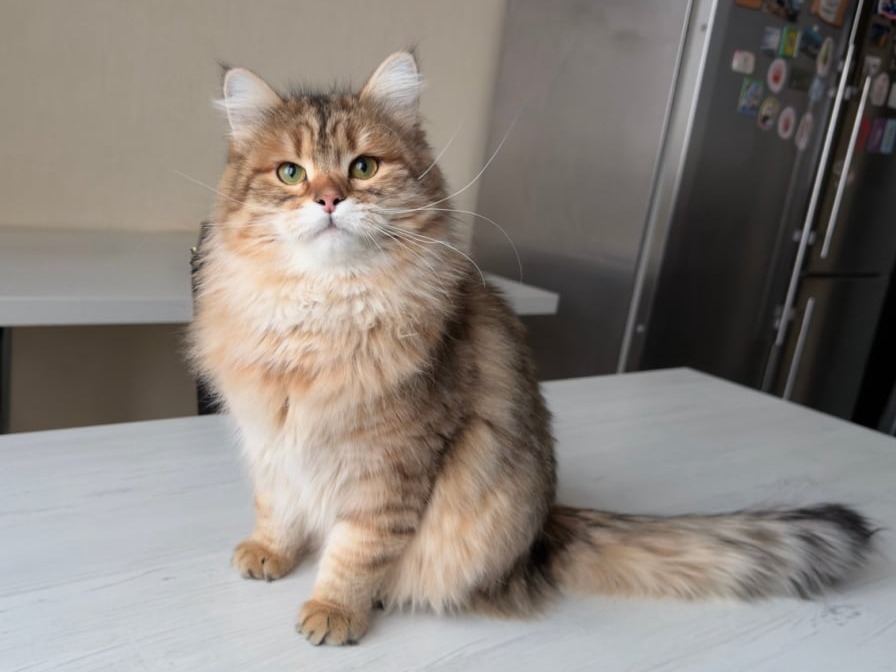 сибирский котенок продажа купить