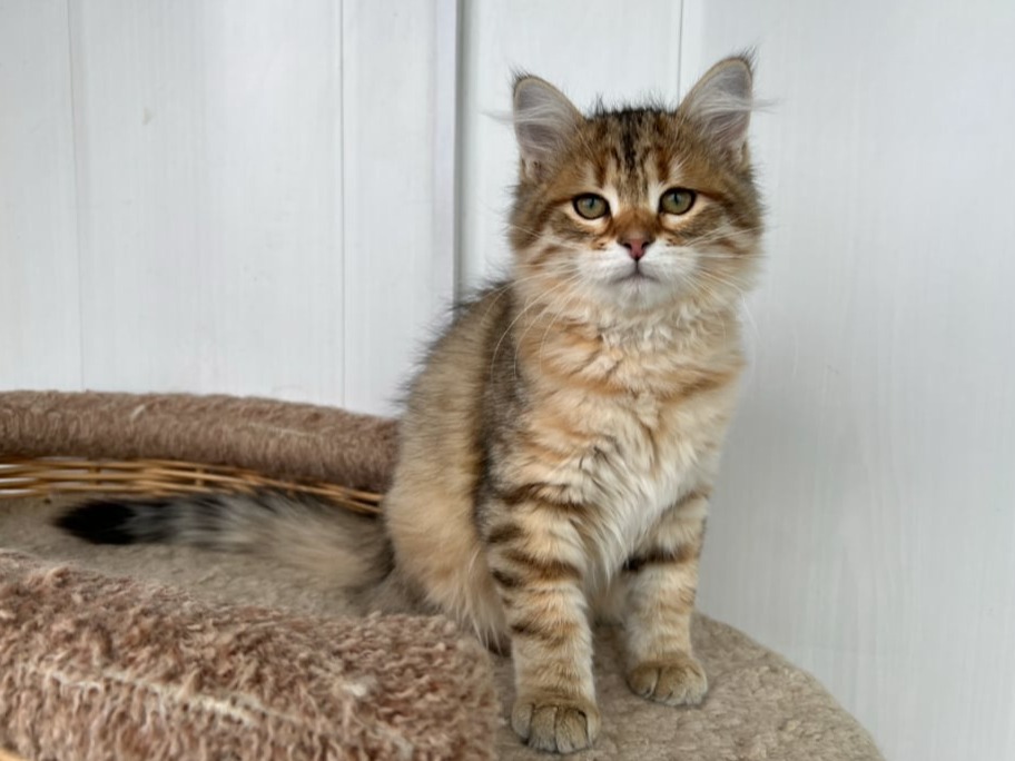 сибирский котенок продажа купить