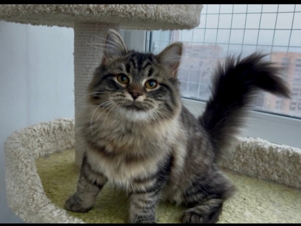 купить сибирского котенка в спб