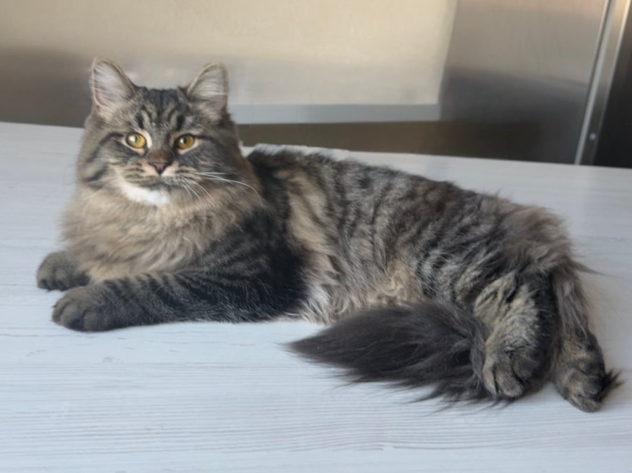 сибирский котенок продажа купить