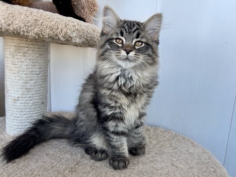 сибирские котята в спб