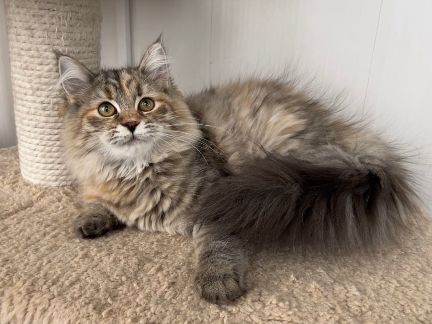 сибирский котенок продажа купить