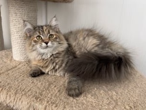 сибирские котята