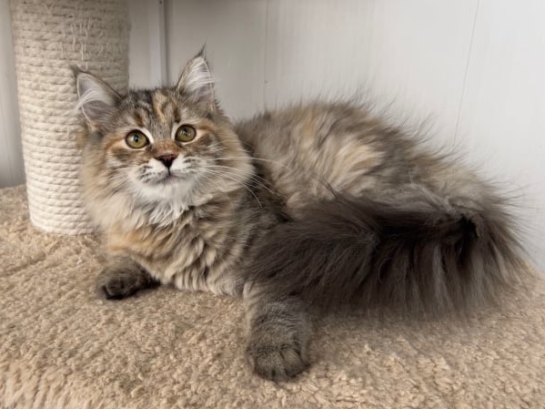 купить сибирского котенка в спб