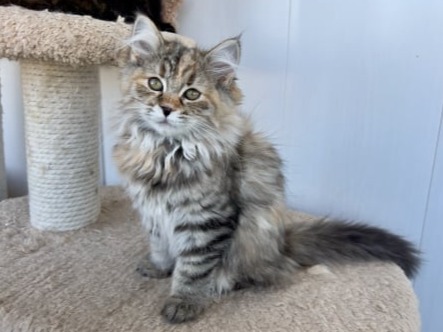 сибирские котята
