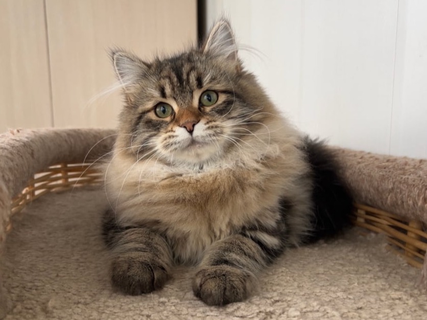 сибирский котенок продажа купить
