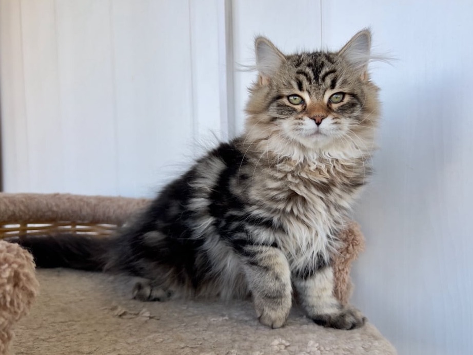 сибирский котенок продажа купить