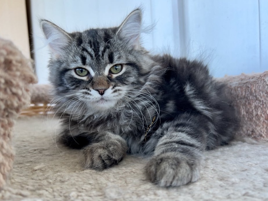 сибирский котенок продажа купить