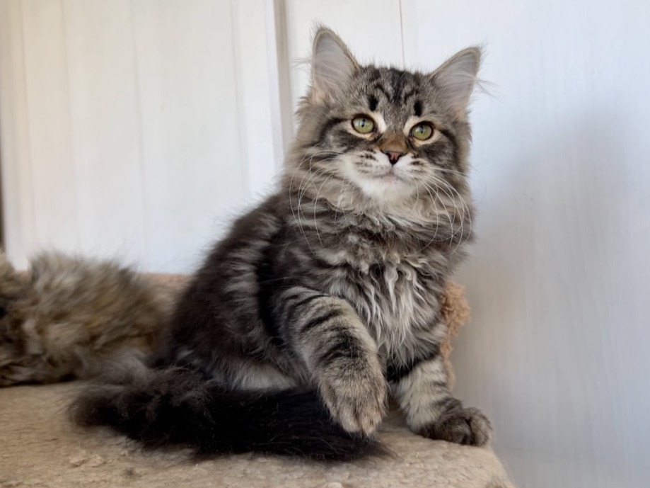 сибирский котенок продажа купить