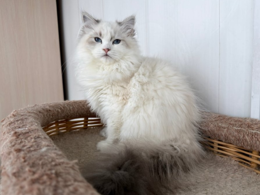 сибирский котенок продажа купить