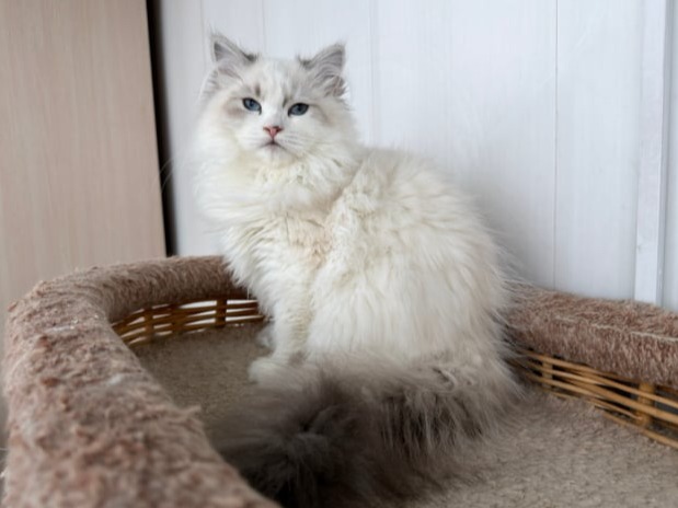 сибирские котята в спб