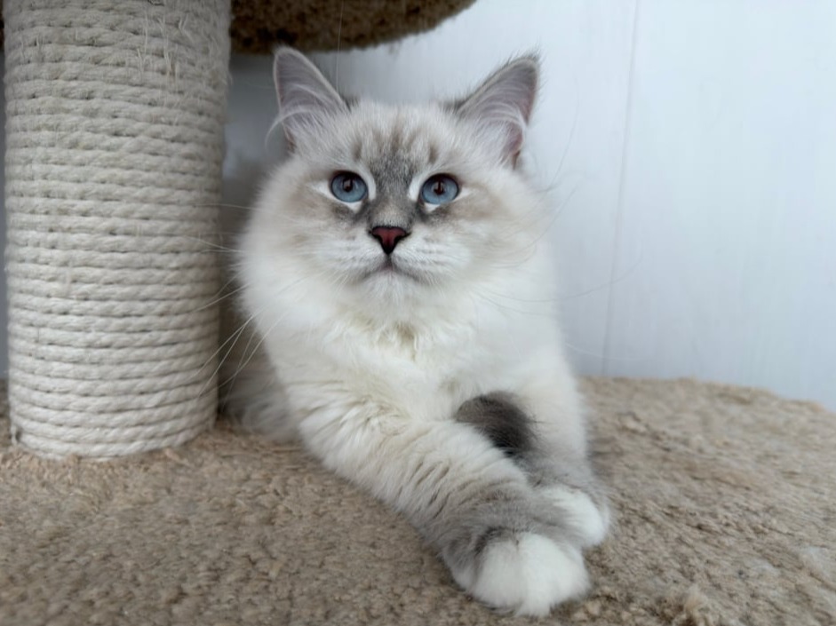 сибирский котенок продажа купить