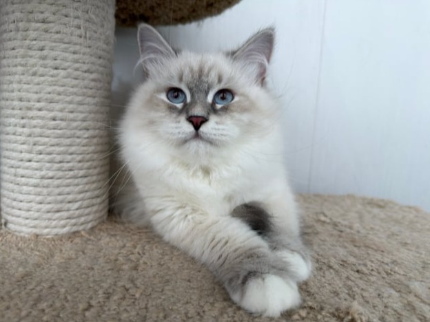 сибирские котята в спб