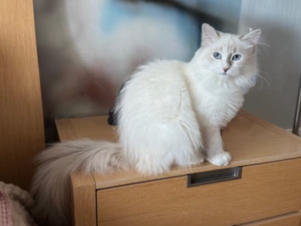 купить сибирского котенка в спб