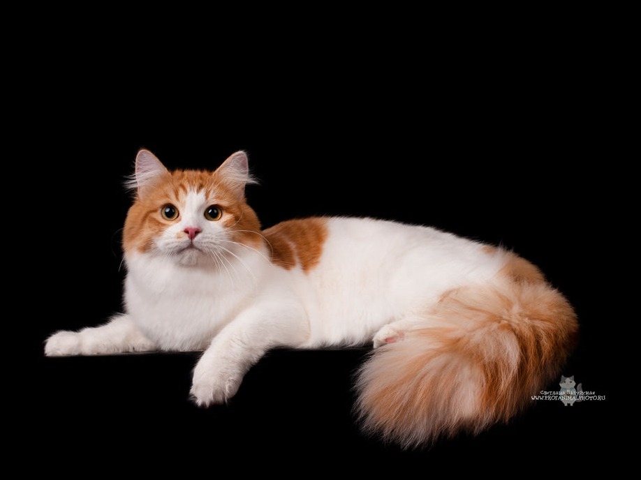 сибирский кот Angelur