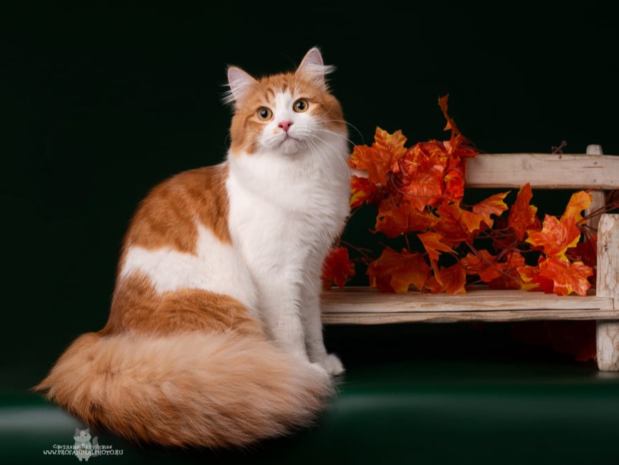 siberian cat 