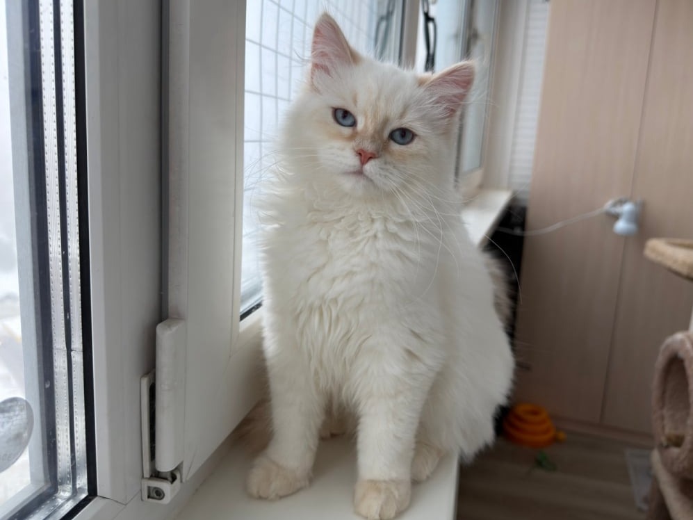 сибирский котенок продажа купить