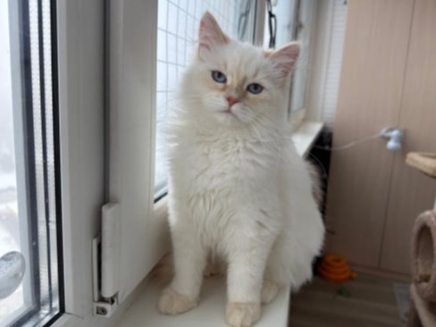 сибирские котята в спб