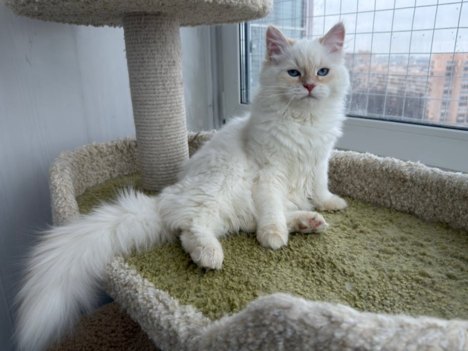 сибирский котенок продажа купить