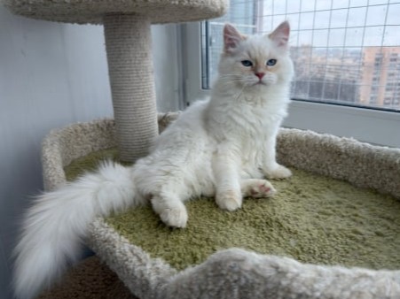 сибирские котята в спб