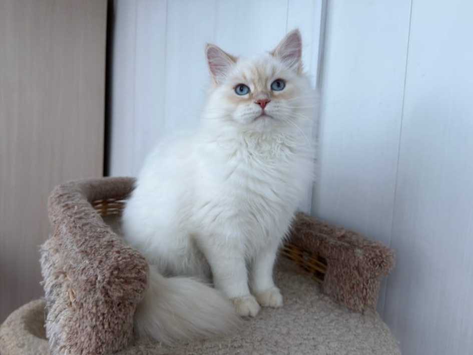 сибирский котенок продажа купить