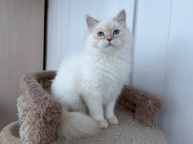 сибирские котята в спб