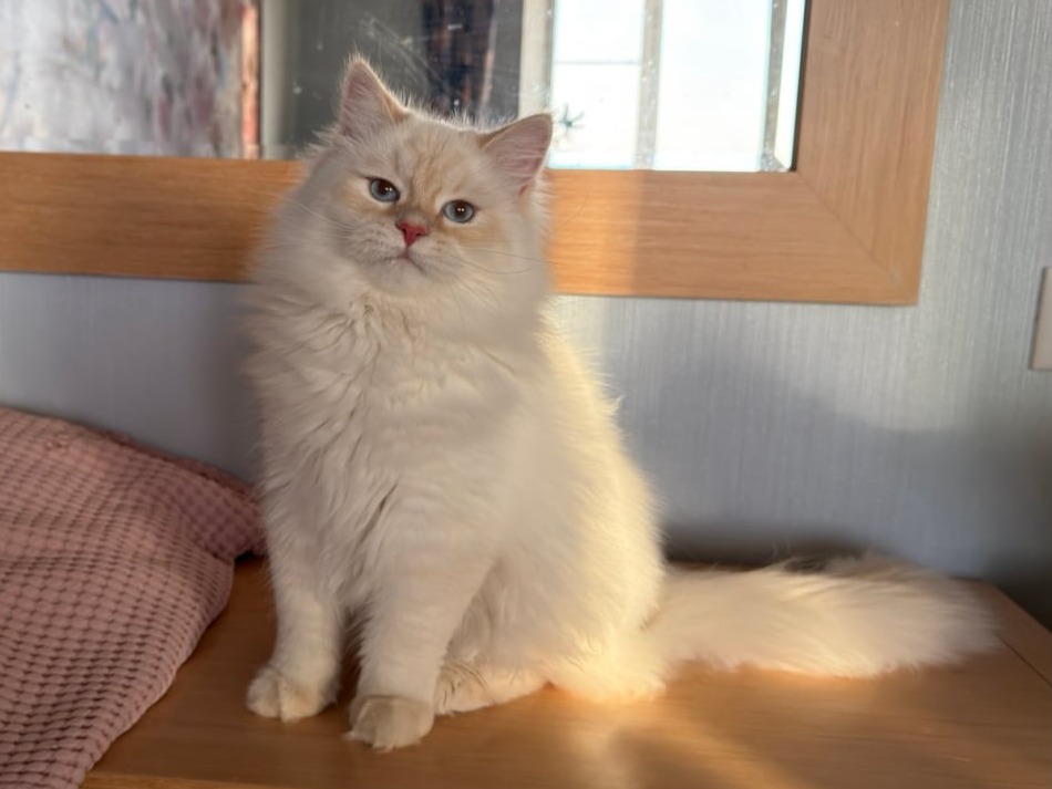 сибирский котенок продажа купить