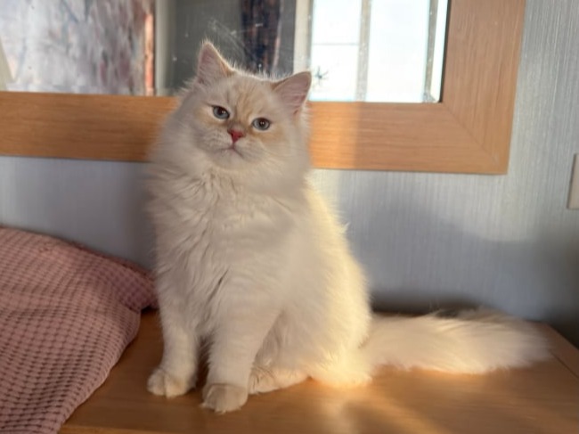 купить сибирского котенка в спб