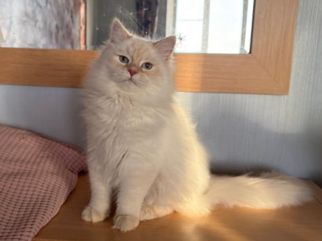 купить сибирского котенка в спб